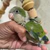 Baby Quaker Parrots