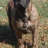 Female Presa Canario pup