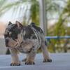 American Bully Pups