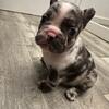 💖 AKC French Bulldog Puppies Ready to go to their forever home. ! 💖🐶  
