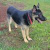 Akc reg German shepherd male puppy