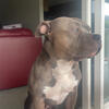 2yro American Bully