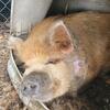 Female kunekune