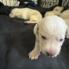 Labrador retriever puppies available September 15th