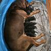 AKC Bloodhound puppies looking for forever home!
