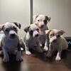 13 Bully/Pit pups 