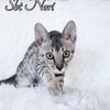 Purebred silver Savannah girl Nori 