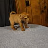 Sharpei puppys