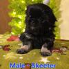 Male 6 weeks old Pekingese - Skeeter