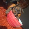 Teacup yorkies 