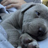 grey American Pitpull Terrier PUPPY
