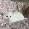 Elvis Solid White Male Ragdoll