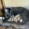 Australian cattle dog puppies