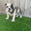 English/Olde Bulldog Pup
