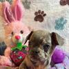 Female Lilac Merle french bulldog 