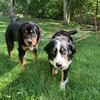 Bernese Mountain Dog Puppies-LItter due Oct. 25 (PIctures of Bella and Gus)