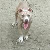 American Bully; Female
