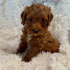 Shih Tzu Puppies
