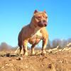 Female american bully 