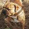 Olde English Bulldogge’s for sale