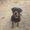 AKC Rottweiler Intact