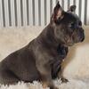Cody AKC French Bulldog