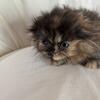 Scottish fold **NEW LOWER PRICE **