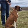 AKC Adult Male Boxer
