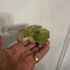 Rare Baby Pallid Quaker Parrot