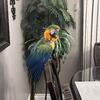 Catalina Macaw