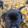 AKC Labrador Puppies