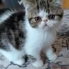 SOLD Tabby Exotic Shorthair Male