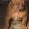 Beautiful XL bully puppies (Ready to go)