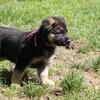 German Shepherd Puppies Oak Grove, OR