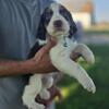 English Springer Spaniel Puppies (Pioneer, OH)