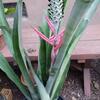Rare Aechmea Maculata Bromeliifolia