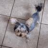 Tiny shorkie boy ckc 
