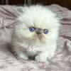 CFA purebred exotic/persian male kitten