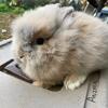 Orange Lionhead