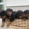AKC Rottweiler Pups!!!!!