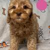 Australian Labradoodle Puppy Sweetie