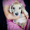Dachshund Puppies available for Adoption/Sale