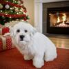 AKC Coton De Tulear(Females and Males)with 1 yr health guarantee