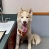 Siberian Husky Rehome