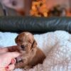 Mini Golden Doodle puppies 