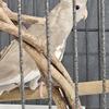Whiteface cockatiel babies 