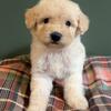 Miniature Goldendoodles
