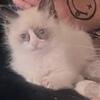 SOLD Gray collar Ragdoll kitten Kats ravishing Ragdolls 