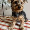 Male Yorkshire terrier puppies