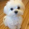 Beautiful and  Healthy Male Puppy For Sell